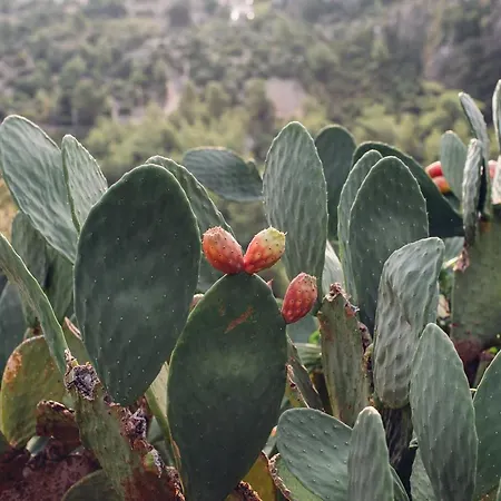 Dionysos Village Marmaris トゥルンチュ