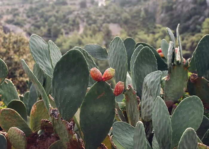 Dionysos Village Marmaris 투룬치